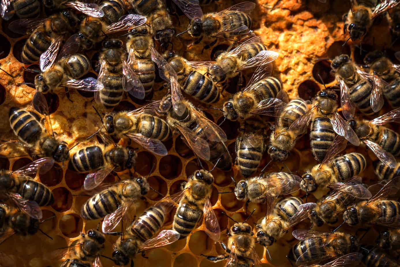 Bienen Königin (Honigbienen)