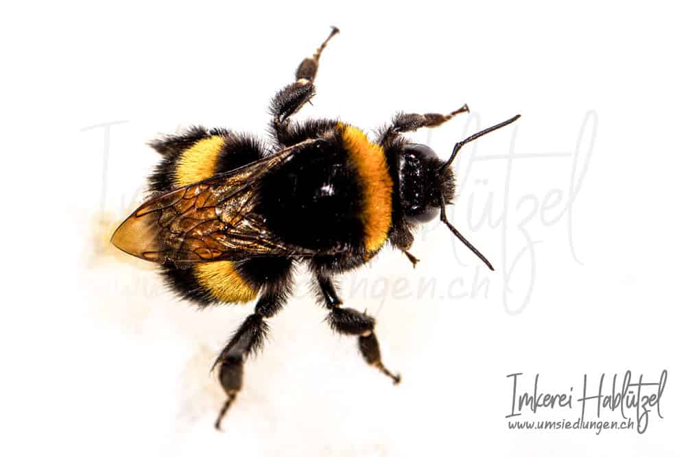 Wildbienen