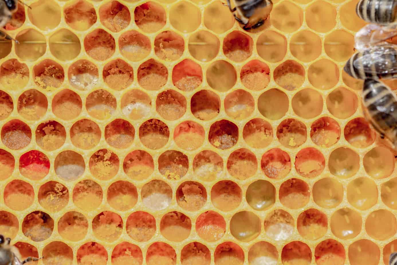 Honigbiene, Honigbienen, Bienenvolk