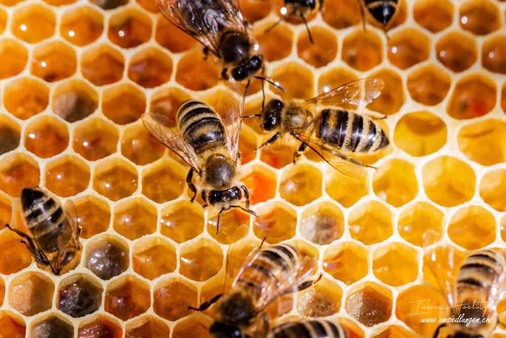 Bienen (Honigbiene)