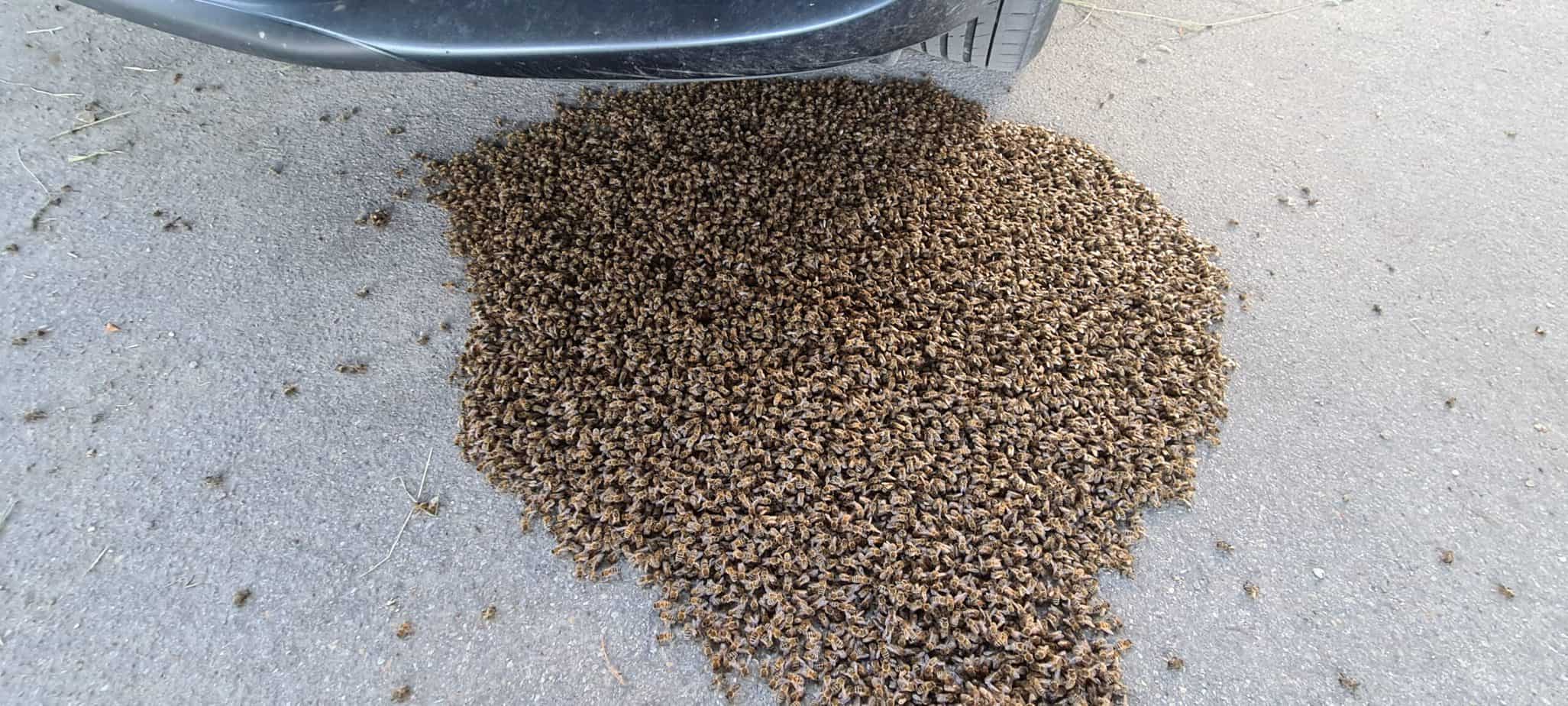 Einsatz Bienenschwarm Juni 2021