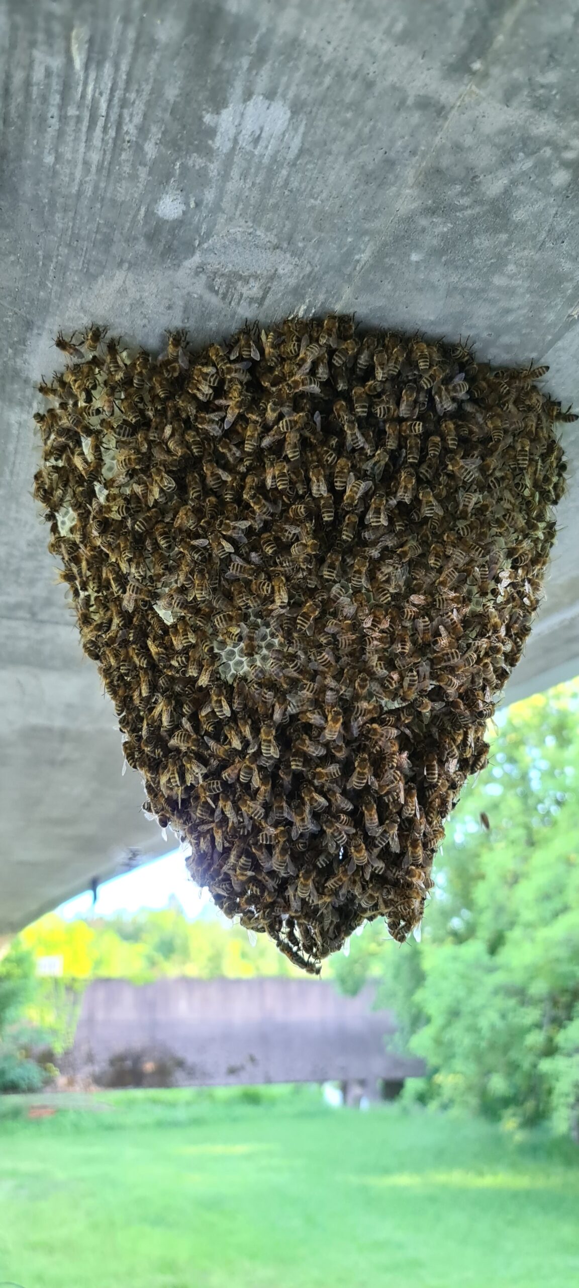 Einsatz Bienenschwarm Juni 2021 / Teil 2