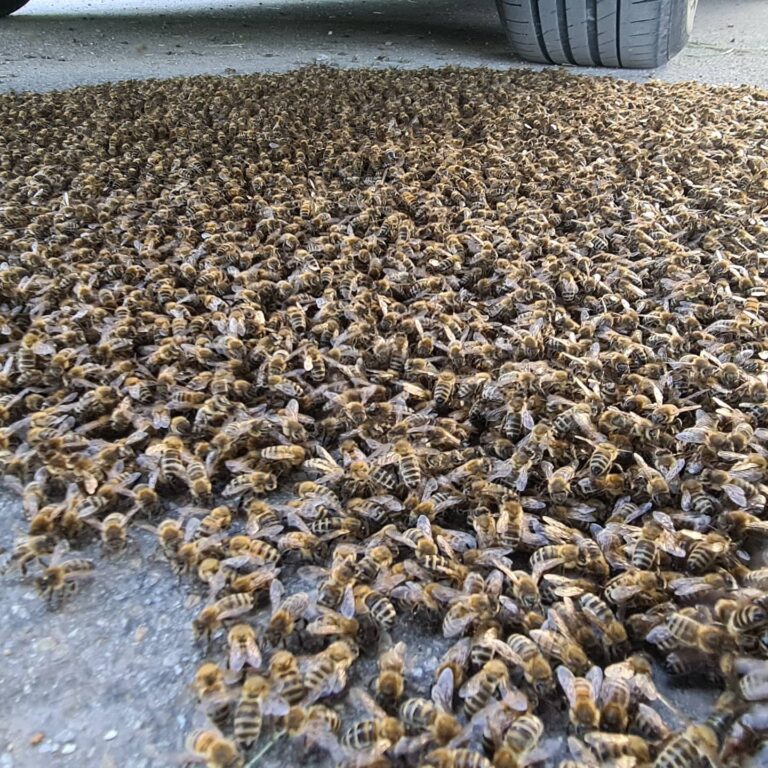 Einsatz Bienenschwarm Juni 2021