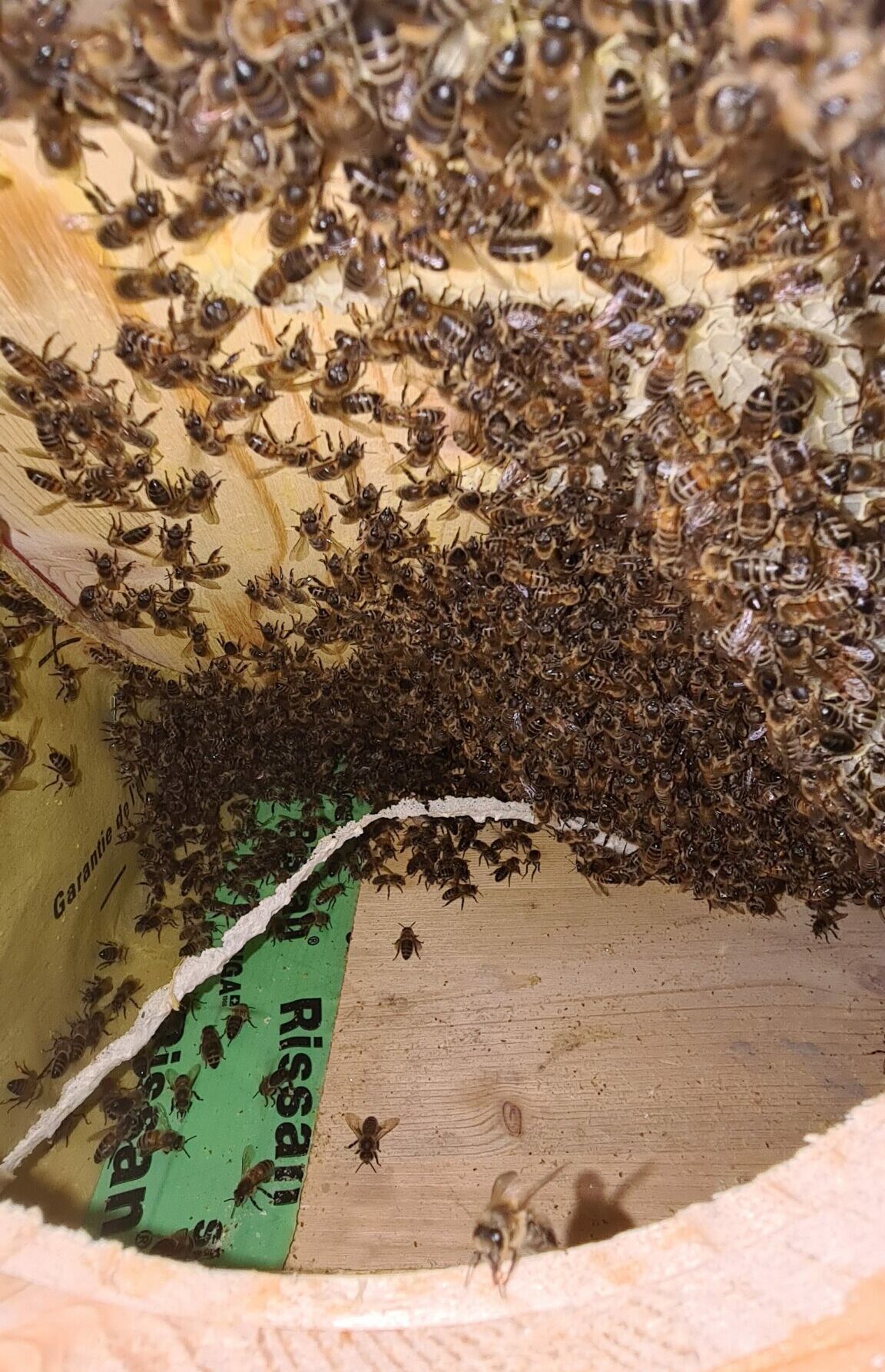 Bienen Umsiedlung 2021095