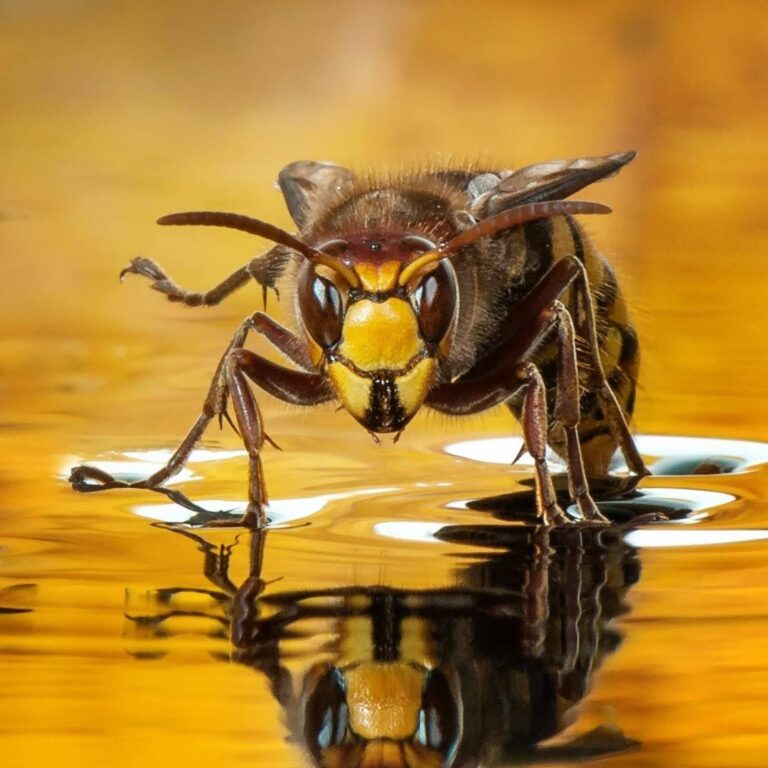 323502731_731522121636923_2777234072797836269_n