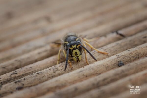 Hornissen, Vespa crabro, crabro, Wespen, euopäische Hornisse, Wespennest, Hornissennest, Nest, Hornissen Nest, Umsiedlung, Tierrettung