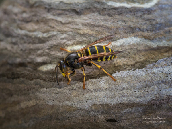 Hornissen, Vespa crabro, crabro, Wespen, euopäische Hornisse, Wespennest, Hornissennest, Nest, Hornissen Nest, Umsiedlung, Tierrettung