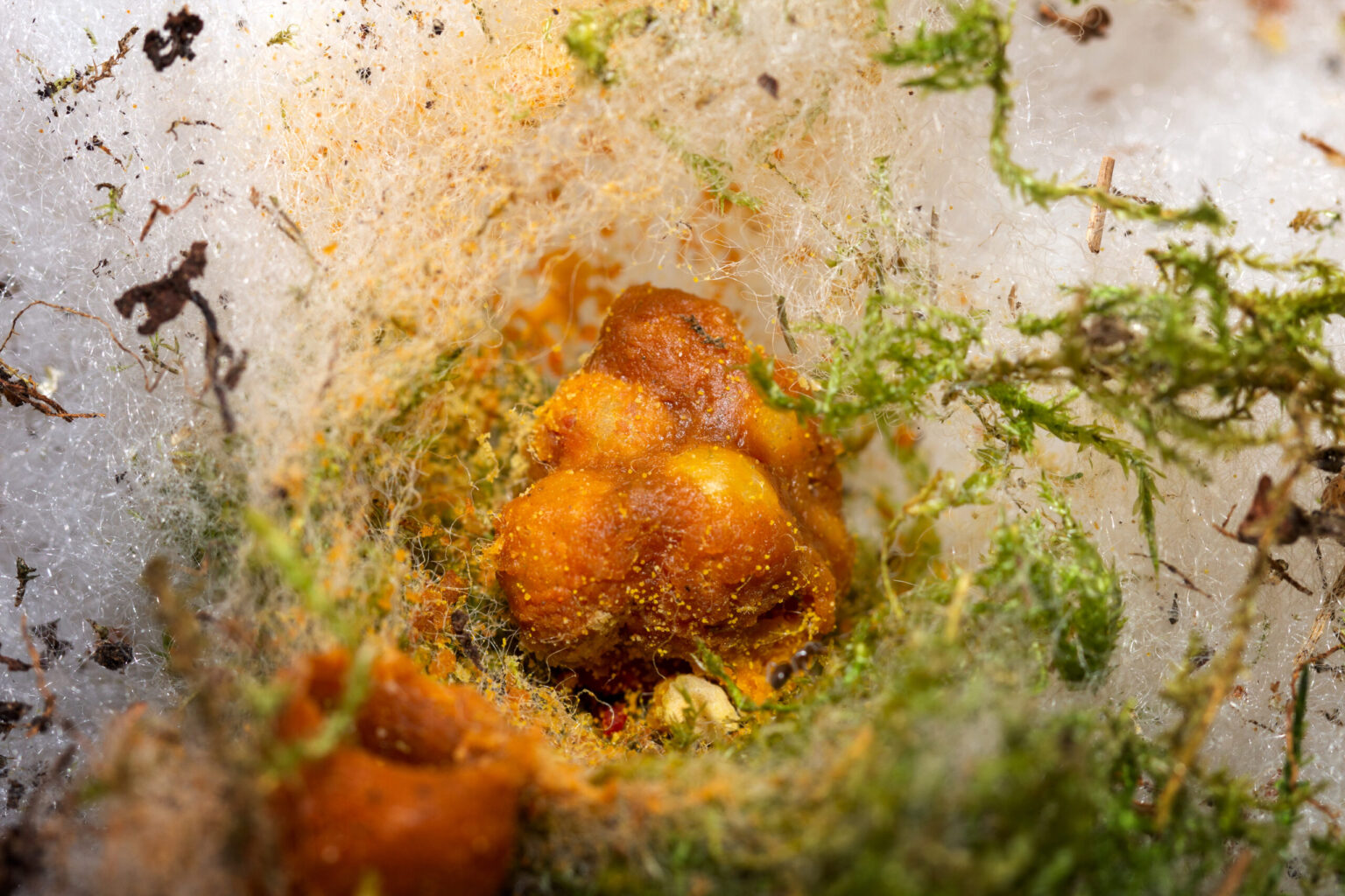 Wildbienen