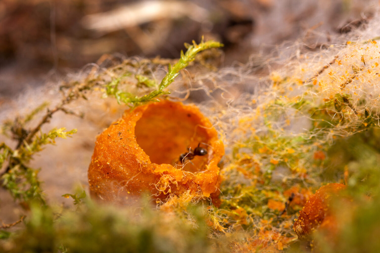 Wildbienen
