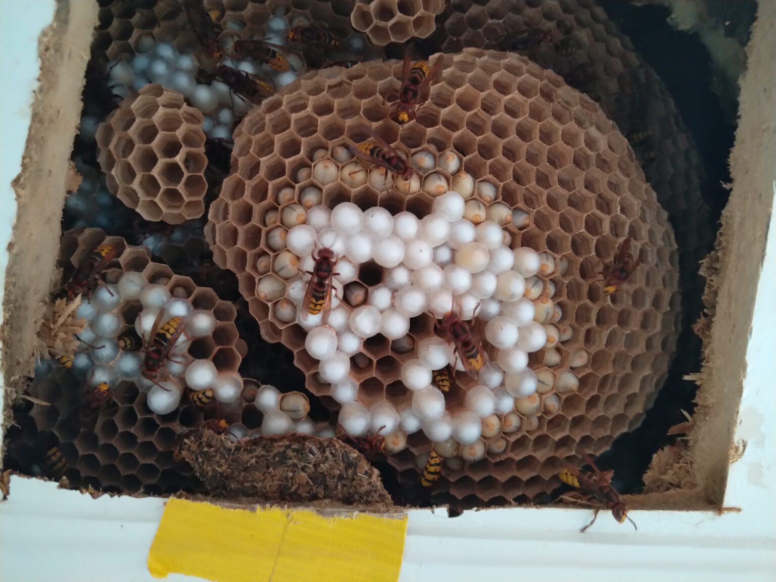 Hornissen Nest im Wohnzimmer