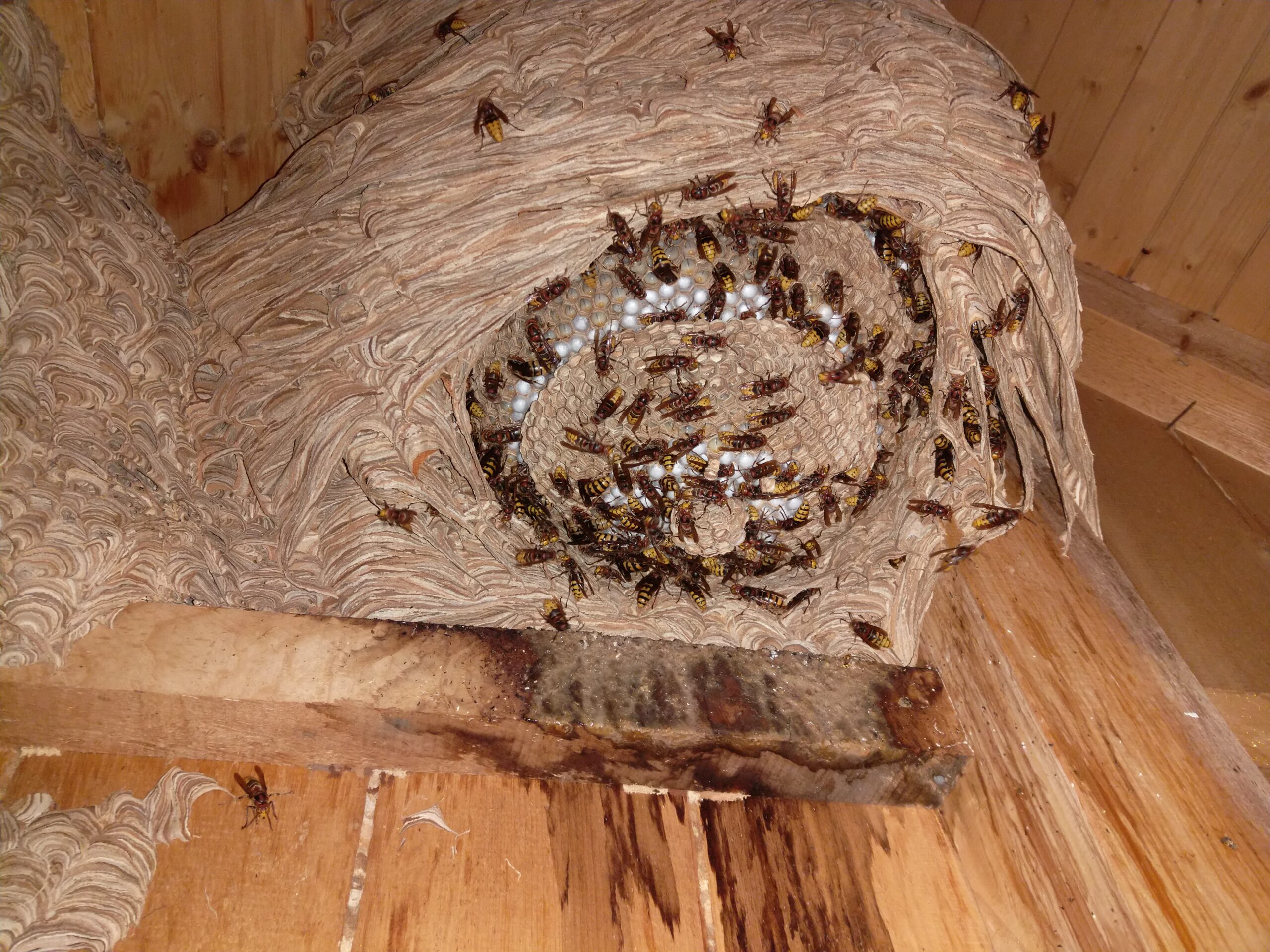 hornissen nest
