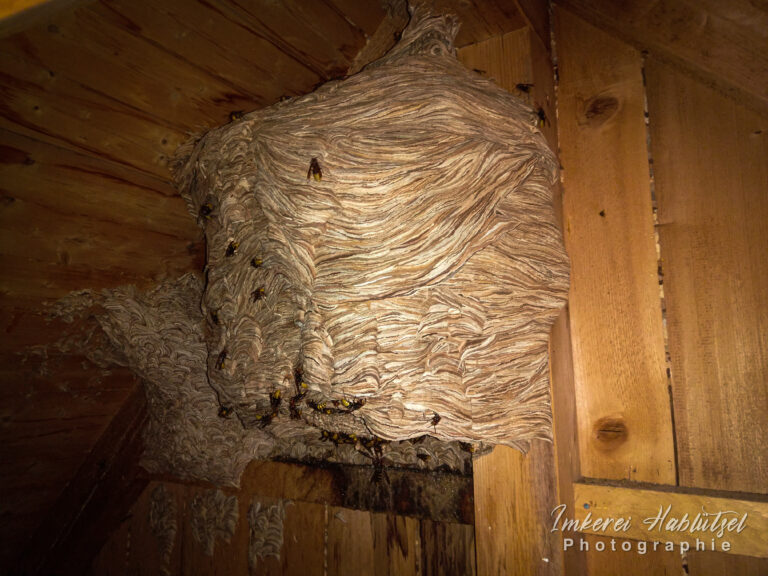 IMG_20220927_135346w