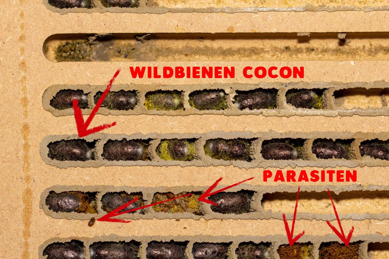 Wildbienen