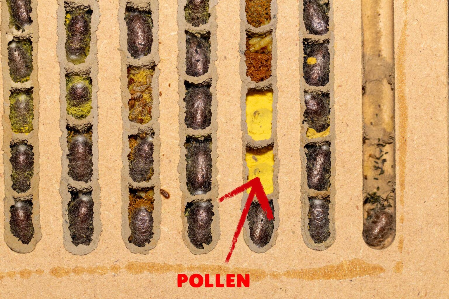 Wildbienen