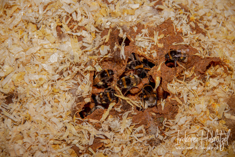 Wildbienen