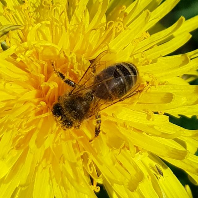Honigbiene, Honigbienen, Bienenvolk