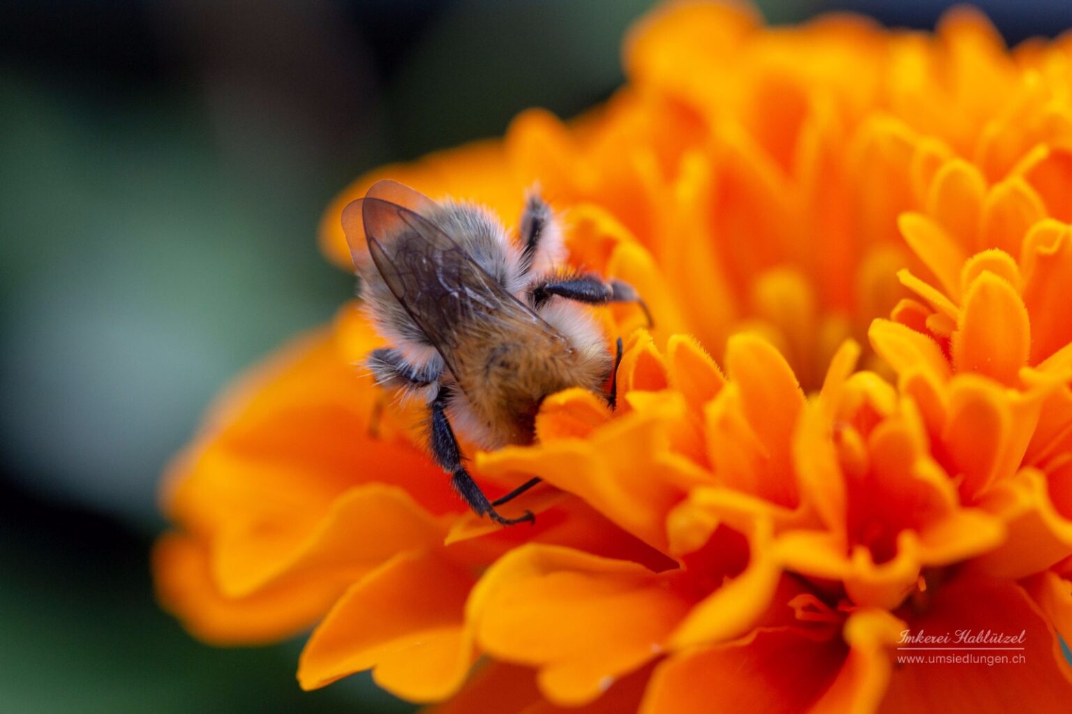 Wildbienen
