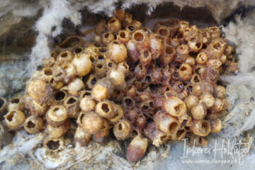 Wildbienen
