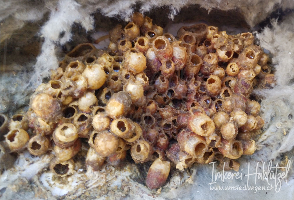 Wildbienen