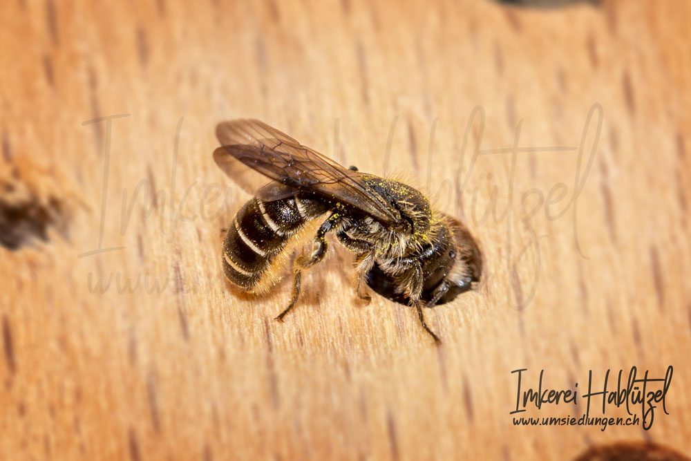 Wildbienen