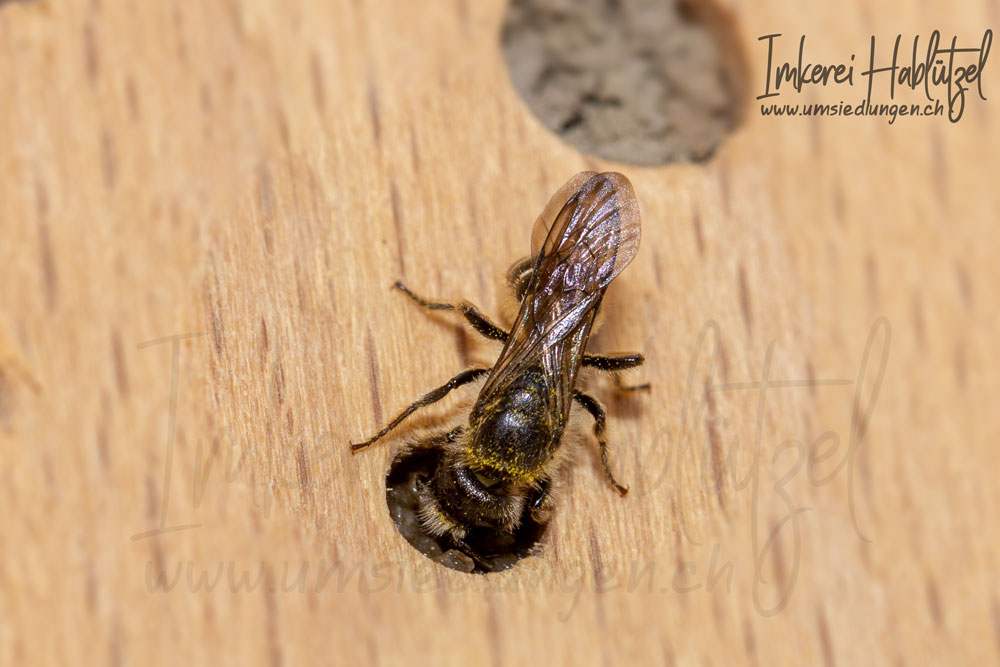 Wildbienen