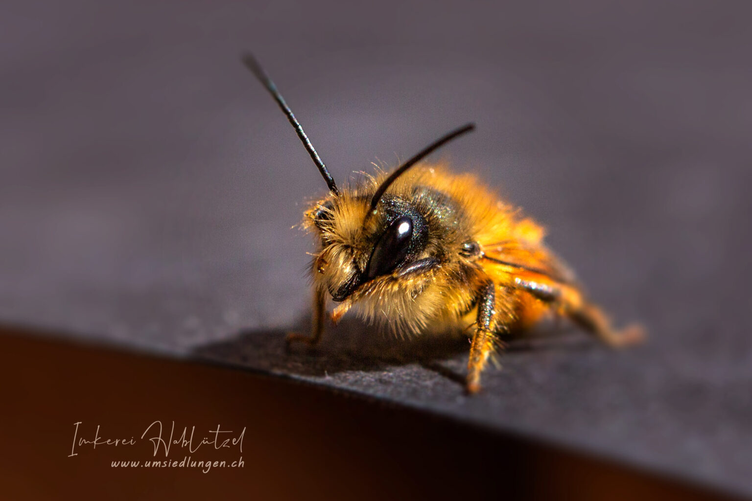 Wildbienen