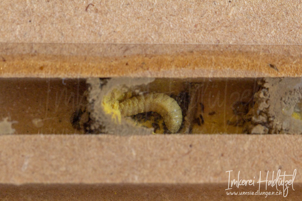 Wildbienen