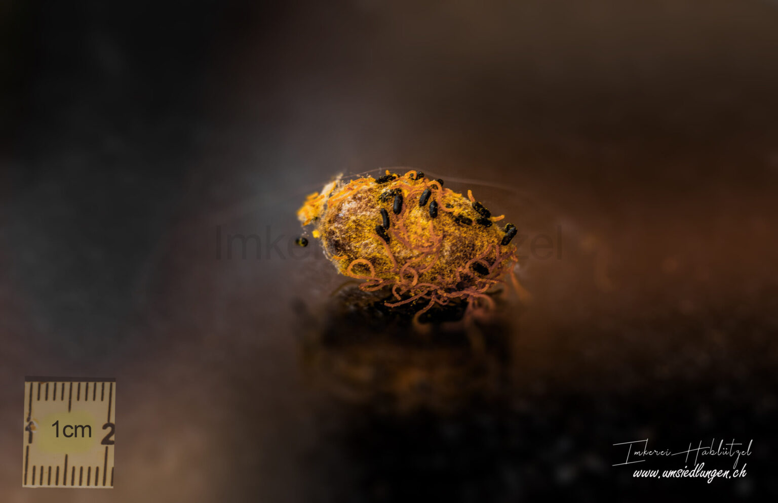 Wildbienen