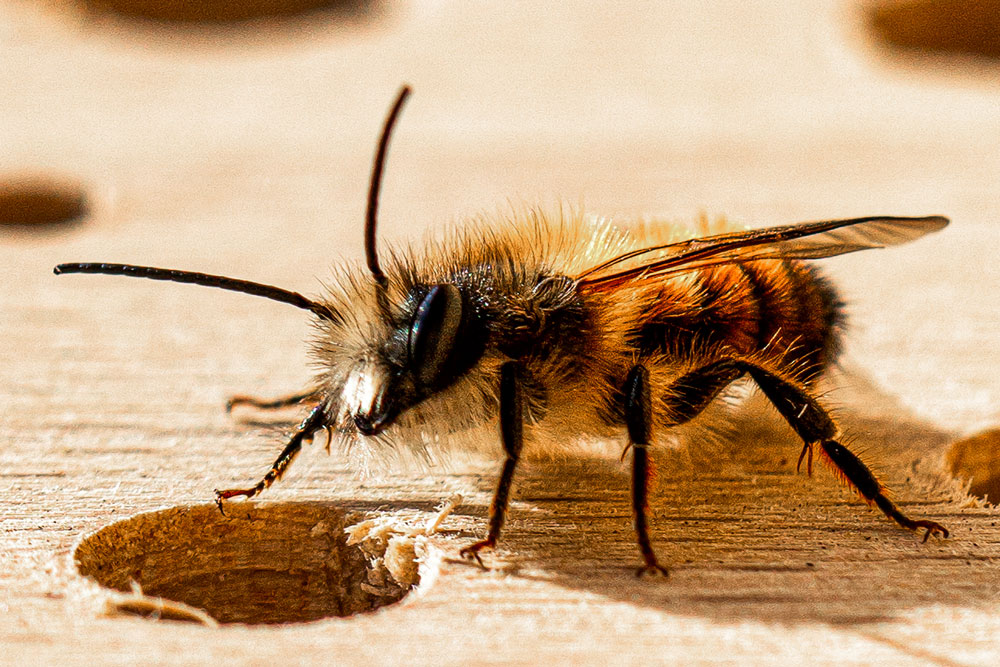 Wildbienen