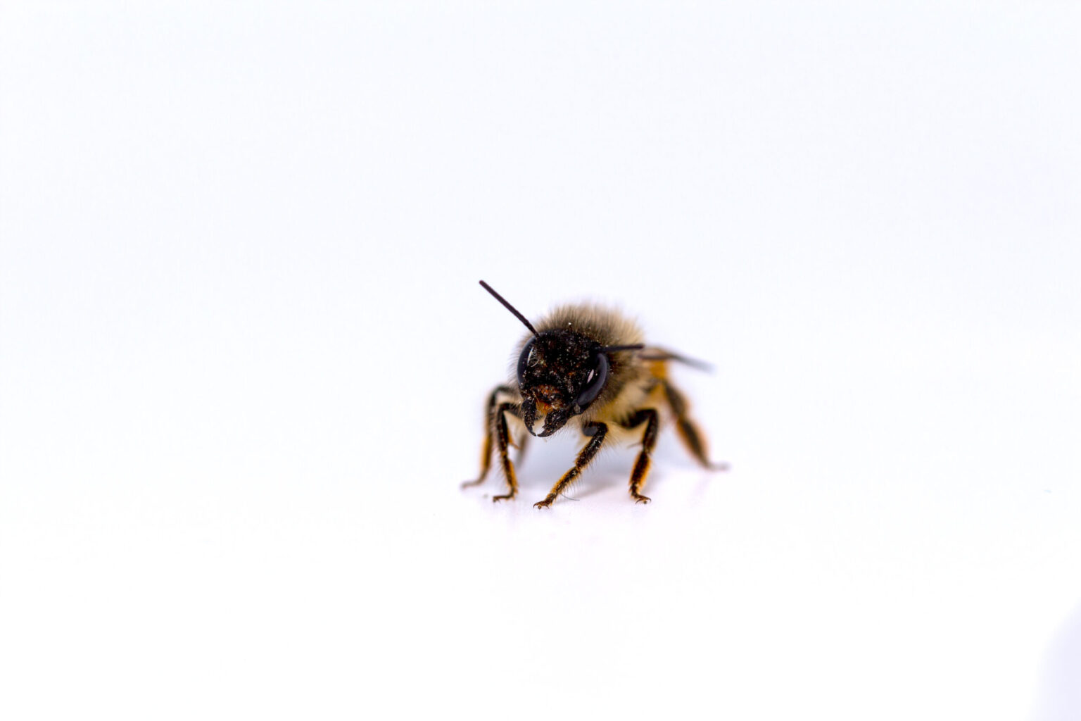Wildbienen