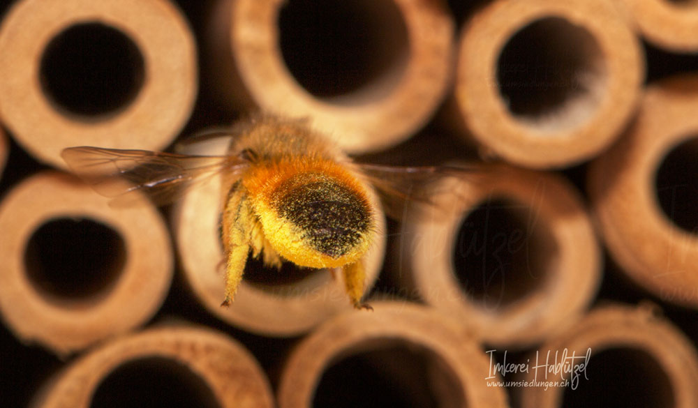 Wildbienen