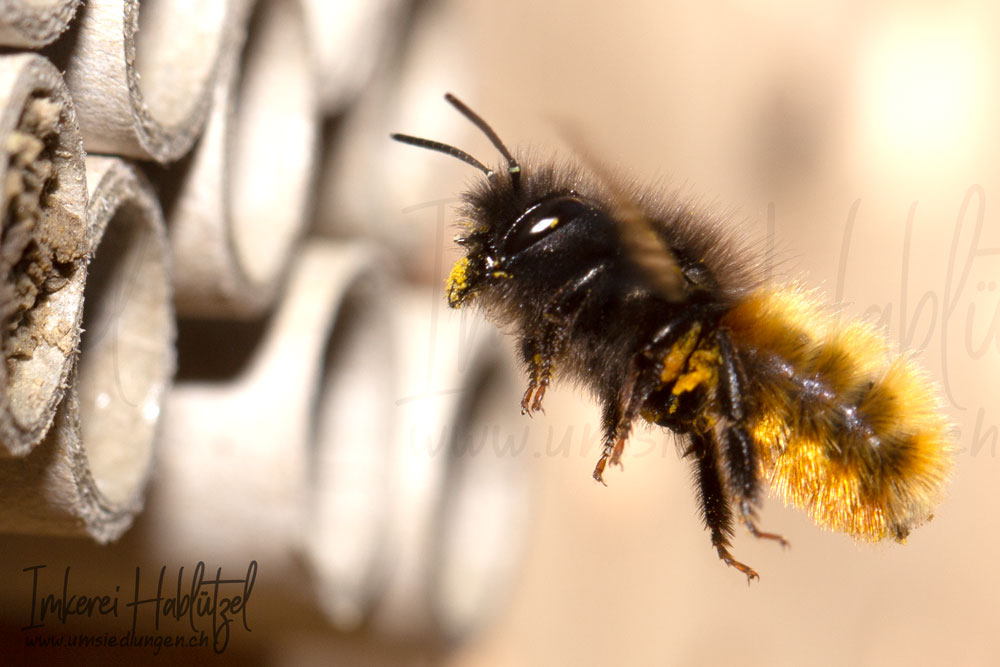 Wildbienen