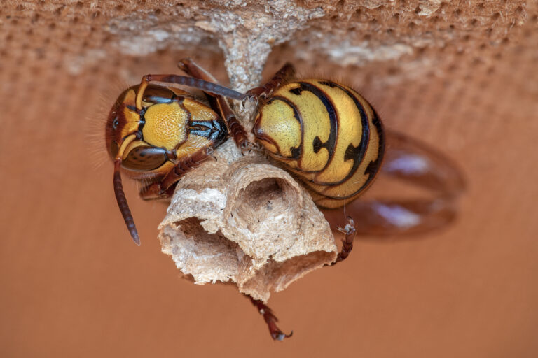 Hornissen, Vespa crabro, crabro, Wespen, euopäische Hornisse, Wespennest, Hornissennest, Nest, Hornissen Nest, Umsiedlung, Tierrettung