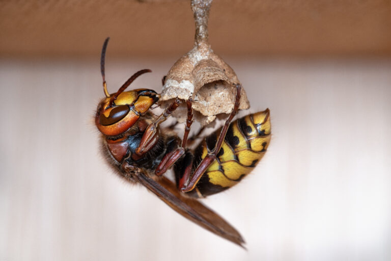 Hornissen, Vespa crabro, crabro, Wespen, euopäische Hornisse, Wespennest, Hornissennest, Nest, Hornissen Nest, Umsiedlung, Tierrettung
