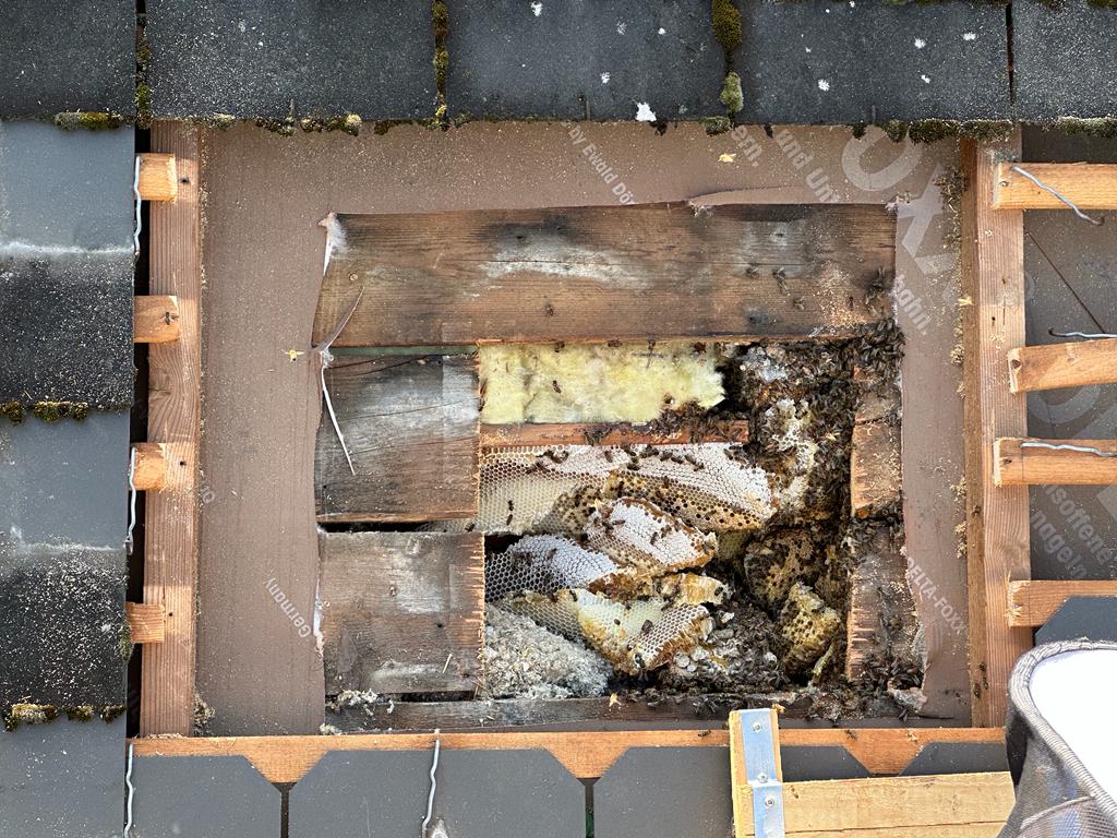 Bienenschwarm, Honigbiene, Honigbienen, Bienenvolk, Umsiedlung, einsatz, Tierrettung