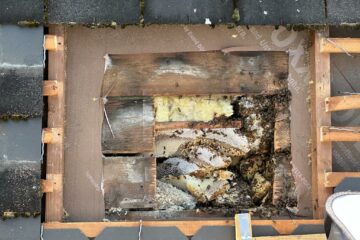 Bienenschwarm, Honigbiene, Honigbienen, Bienenvolk, Umsiedlung, einsatz, Tierrettung