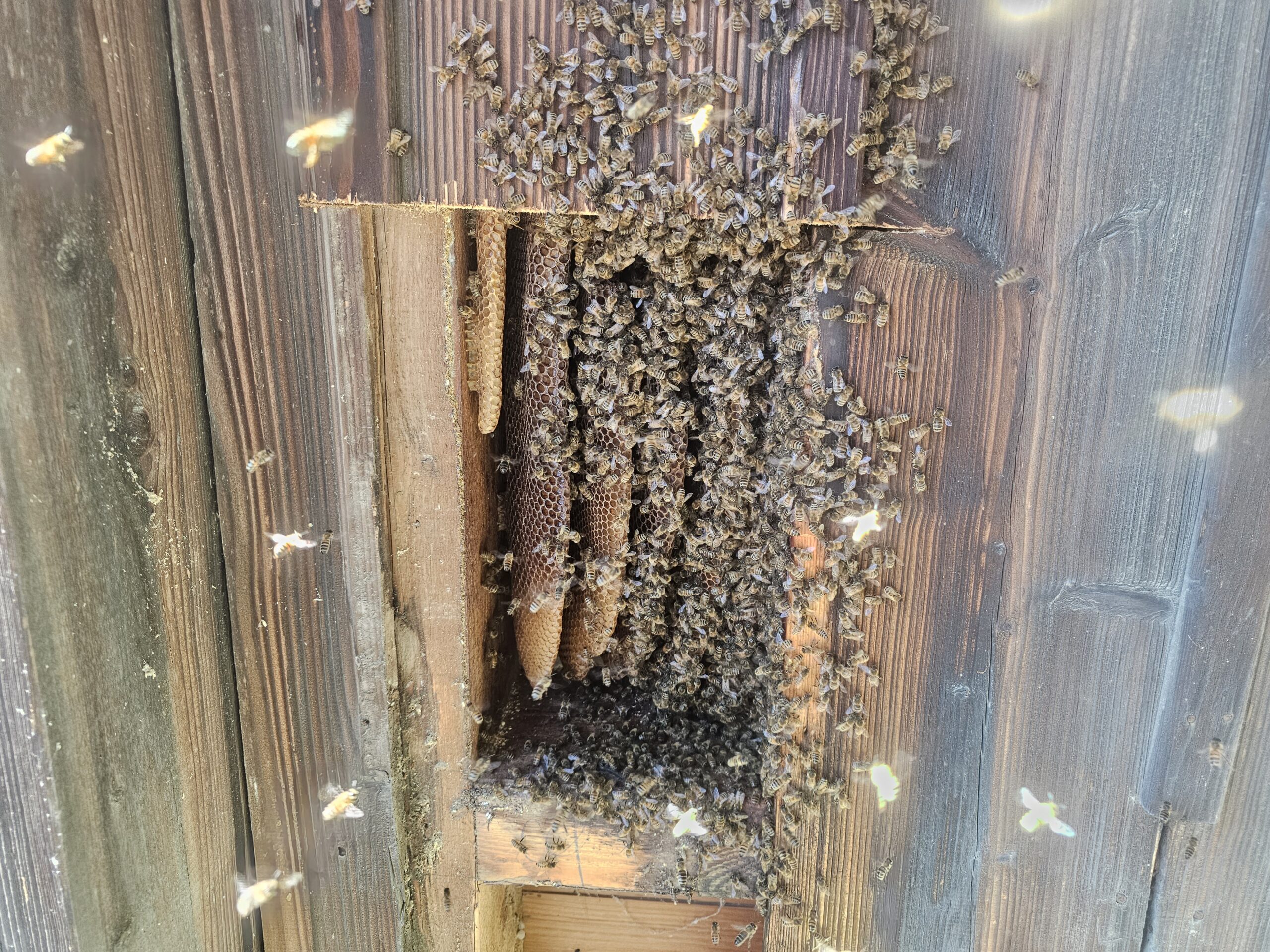 Bienenschwarm, Honigbiene, Honigbienen, Bienenvolk, Umsiedlung, einsatz, Tierrettung
