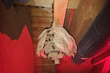 Hornissen Nester