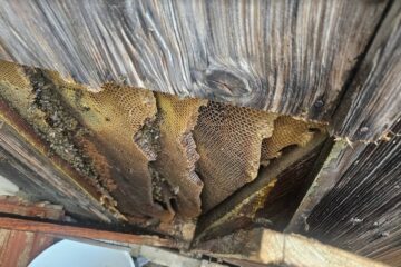 Bienenschwarm, Honigbiene, Honigbienen, Bienenvolk, Umsiedlung, einsatz, Tierrettung