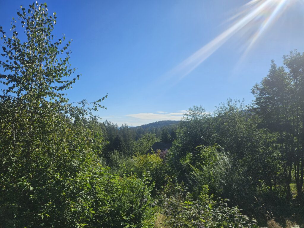 Honigbienen im Kamin