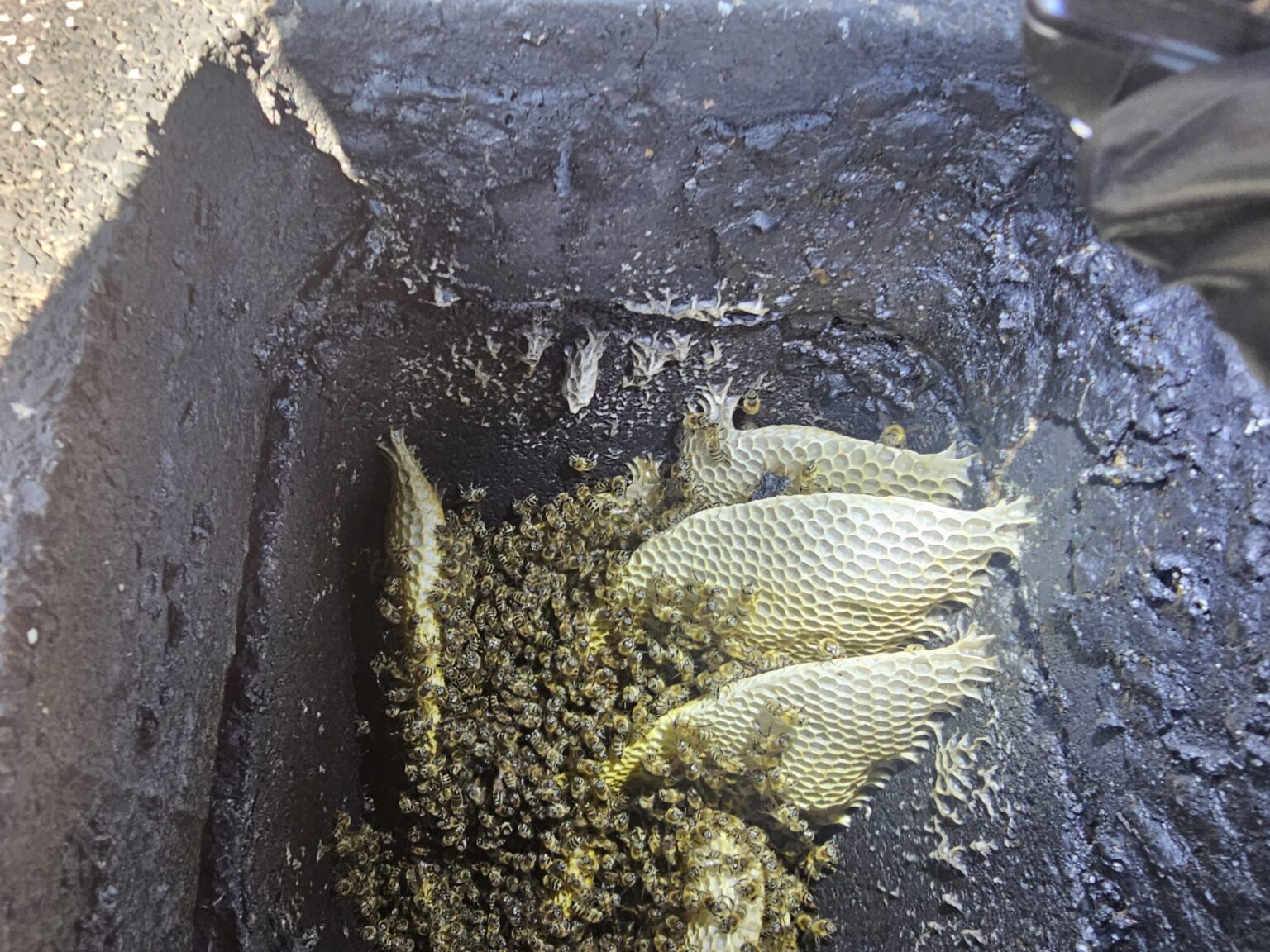 Honigbienen im Kamin