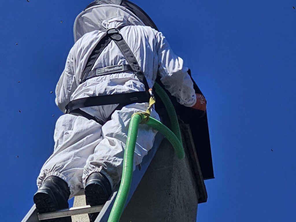 Honigbienen im Kamin