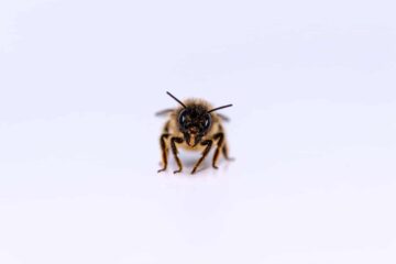 wildbienen