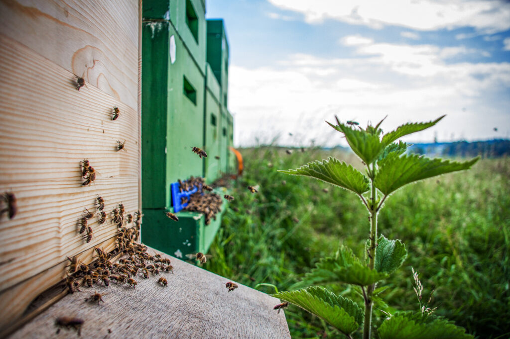 Bienen, Honigbienen, Ausbildung