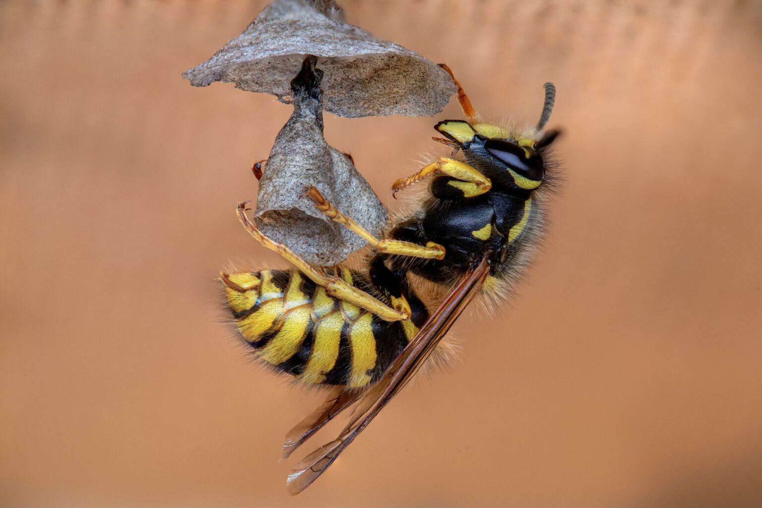 Langkopfwespen, Wespen, Wespe, Langkopf, Dolichovespula