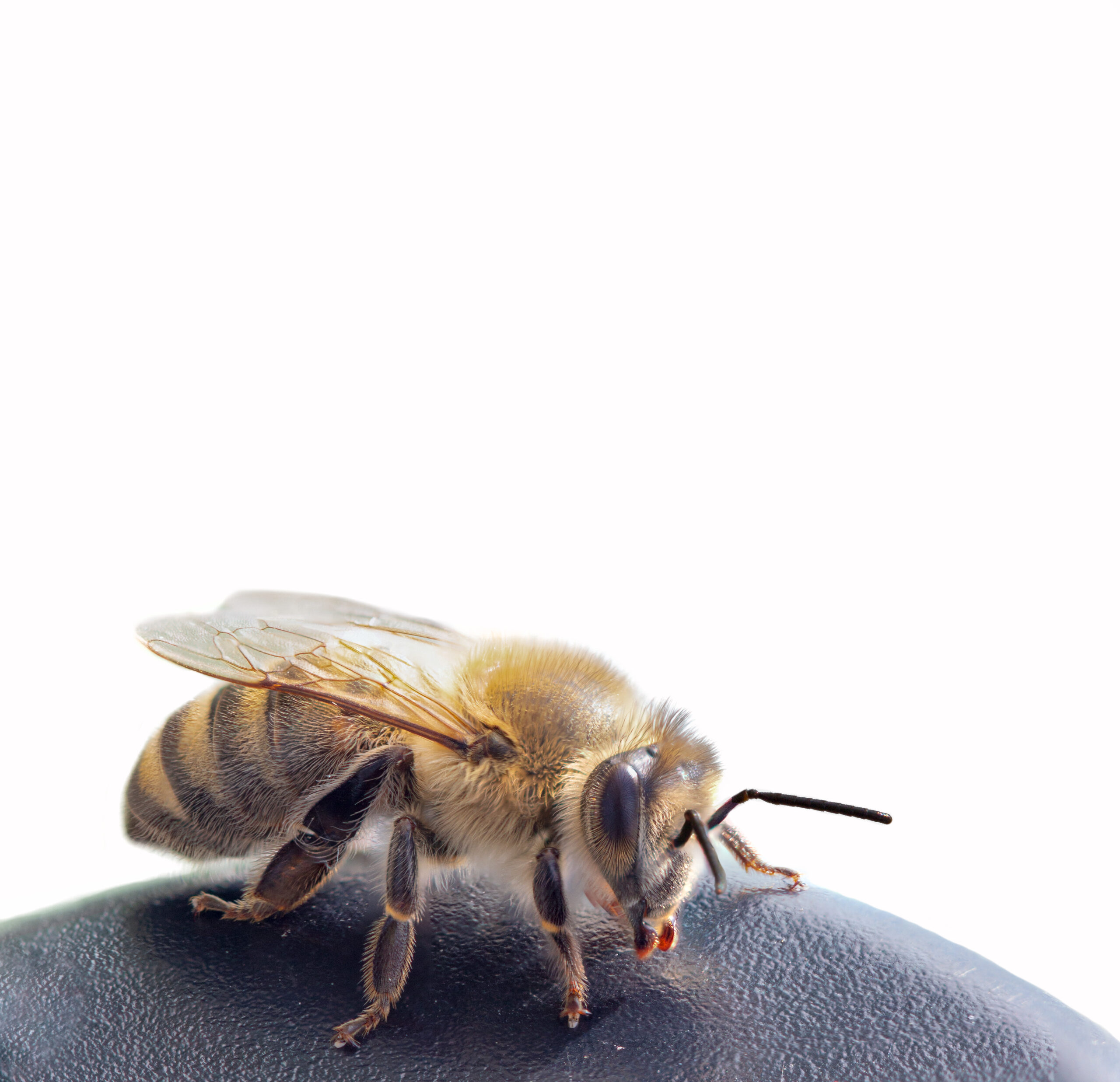 Honigbiene Eine Umsiedlung kann helfen, diese Konflikte zu vermeiden. Dabei wird das Nest vorsichtig entfernt und an einen sicheren Ort eines anderen Standorts umgesiedelt. Dadurch können die Insekten ihre Aktivitäten weiterhin ausführen, ohne dass sie eine Gefahr für die Menschen darstellen. Es ist wichtig, dass solche Umsiedlungen von erfahrenen Experten durchgeführt werden, da Hornissen, Wespen und Bienen potenziell gefährlich sein können, wenn sie gestört werden. Die Umsiedlung sollte möglichst schnell durchgeführt werden, um die Entwicklung des Nestes und der Insekten nicht zu beeinträchtigen. Insgesamt trägt die Umsiedlung von Hornissen, Wespen und Bienen dazu bei sowohl die Insekten als auch die Menschen zu schützen und die Ökosysteme in Balance zu halten. Es ist eine wichtige Maßnahme zur Erhaltung der Biodiversität und zur Vermeidung von Konflikten zwischen Menschen und Insekten. Außerdem sollte man sich bewusst darüber sein, dass eine Umsiedlung nicht immer die beste Option ist. In manchen Fällen kann es besser sein, das Nest zu zerstören, wenn es z.B. in einer gefährlichen Lage für Menschen oder Tiere ist. Es ist jedoch wichtig zu beachten, dass das Zerstören eines Nests nicht immer ungefährlich ist und nur von erfahrenen Experten durchgeführt werden sollte, um die Gefahr für Menschen und Tiere zu minimieren. Eine Alternative zur Umsiedlung oder Zerstörung von Nestern ist die Erhaltung natürlicher Lebensräume und die Reduktion des Einsatzes von Pestiziden. Dies kann dazu beitragen, Konflikte zwischen Menschen und Insekten zu vermeiden und gleichzeitig die Biodiversität und Ökosysteme zu erhalten. Insgesamt ist es wichtig, Hornissen, Wespen und Bienen angemessen zu schützen und zu erhalten, um die Biodiversität und die Gesundheit unserer Ökosysteme zu garantieren. Umsiedlungen sollten nur als letztes Mittel und von erfahrenen Experten durchgeführt werden und es sollte immer versucht werden, Konflikte durch andere Maßnahmen zu vermeiden.
