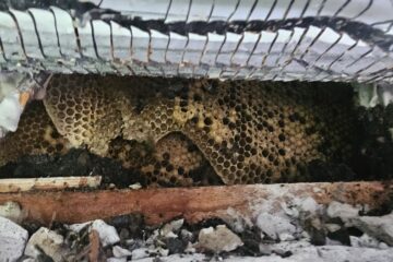 Bienenwaben