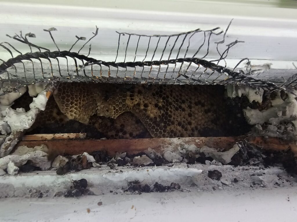 Bienenwaben