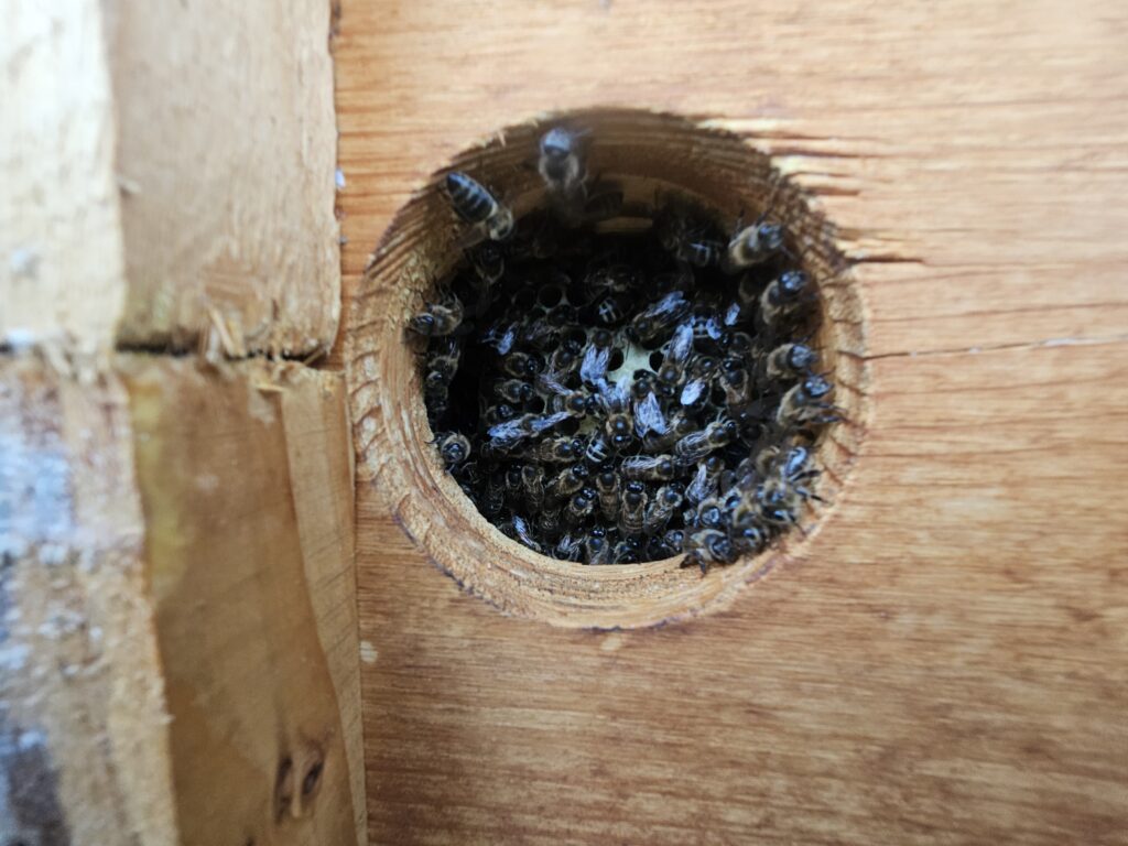 Bienen, Fall 536