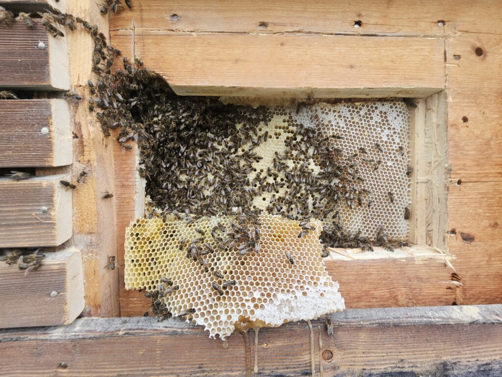 Fall 2024536, Honigbienen in Fassade